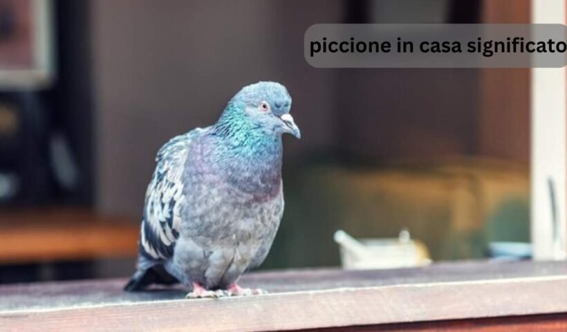 piccione in casa significato