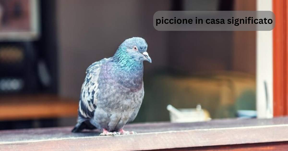 piccione in casa significato